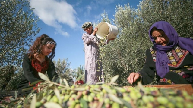 Gazze&#039;de zeytin hasadı başladı