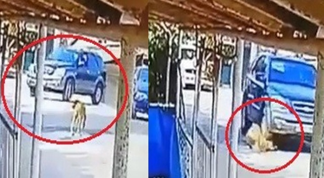 Göz göre göre cipi ile köpeğin üzerinden geçti