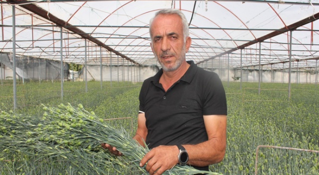 Isparta’nın karanfilleri Avrupa’yı renklendiriyor Isparta’nın karanfilleri Avrupa’yı renklendiriyor