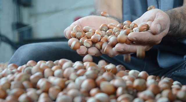 Ordu’da serbest piyasada fındık 24,5 liraya yükseldi