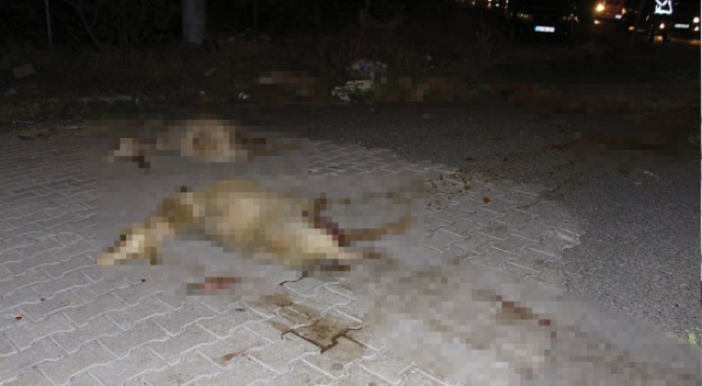 Otomobiller karayolundaki koyun sürüsüne daldı; 7 yaralı Otomobiller karayolundaki koyun sürüsüne daldı; 7 yaralı