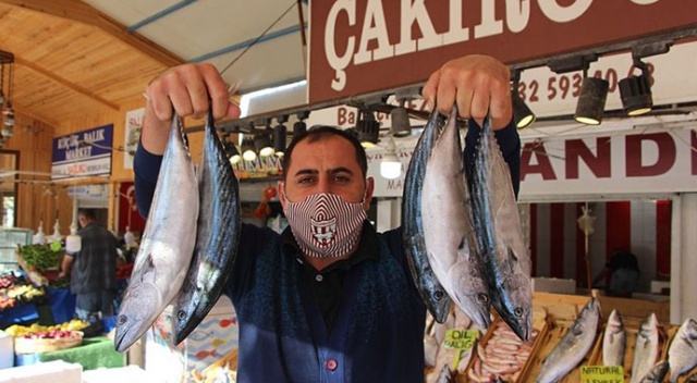 Palamut bolluğu balıkçıların yüzünü güldürüyor Palamut bolluğu balıkçıların yüzünü güldürüyor