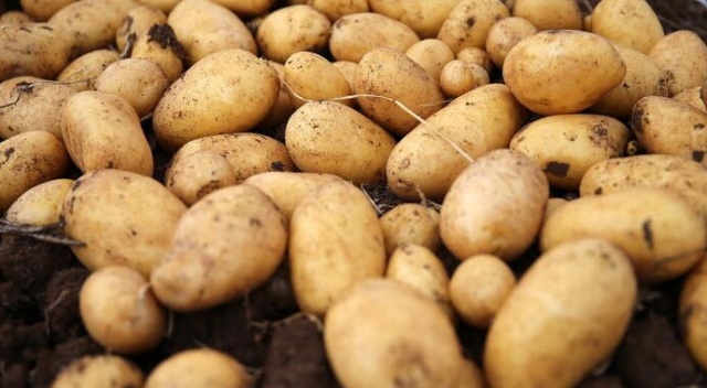 Şimdi de ucuz patates problemi Şimdi de ucuz patates problemi