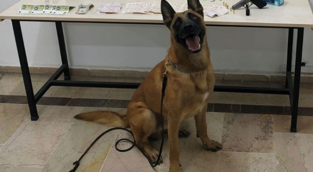 Uyuşturucular narkotik köpeği Sarik'e takıldı Uyuşturucular narkotik köpeği Sarik'e takıldı