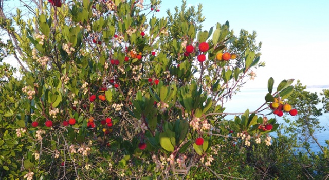 Sinop'un gözdesi “bileydin” mevsimi başladı Sinop'un gözdesi “bileydin” mevsimi başladı