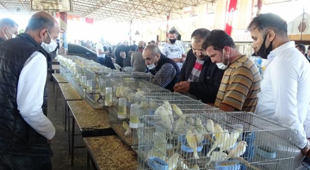 6 bin kanarya Antalya'da görücüye çıktı