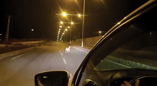 Ardahan&#039;da kurt şehir merkezine indi
