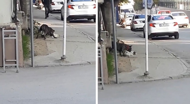 Bursa&#039;da pitbull dehşet saçtı