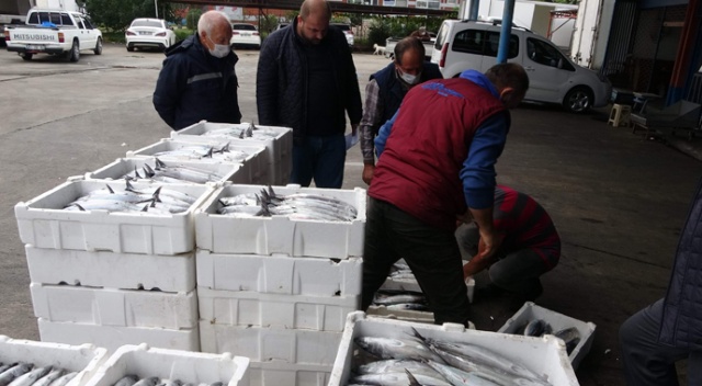 Büyük tekneler hamsi için Hopa açıklarına gidince palamut kıyı balıkçılarına kaldı