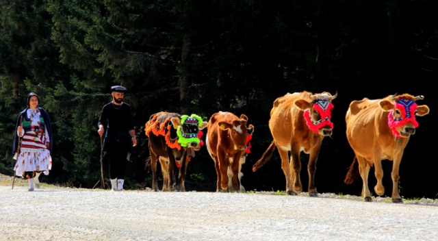 Doğu Karadeniz'de yaylacıların göç yolculuğu sürüyor