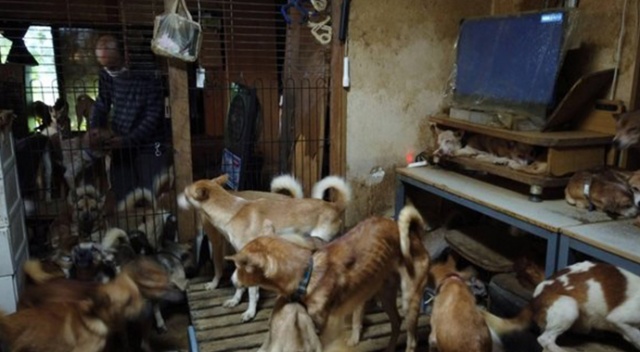Japonya&#039;da bir ailenin 30 metrekarelik evde 164 köpek ile yaşadığı tespit edildi