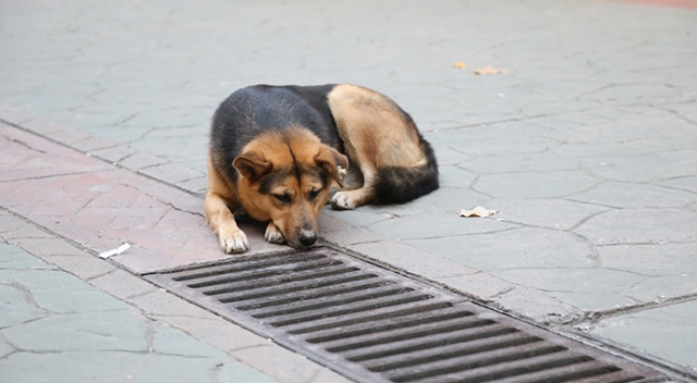 Mazgalı izleyen köpeğin sırrı ortaya çıktı Mazgalı izleyen köpeğin sırrı ortaya çıktı