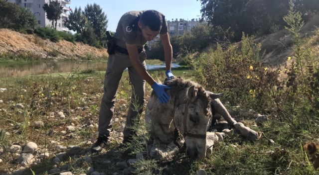 Ölüme terk edilen atları, hayvan polisi kurtardı