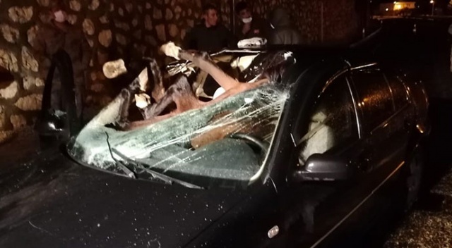 Otomobilin çarptığı at, aracın içine girdi Otomobilin çarptığı at, aracın içine girdi