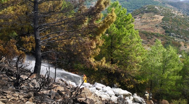 Rüzgarda devrilen ağaç, yangına sebep oldu