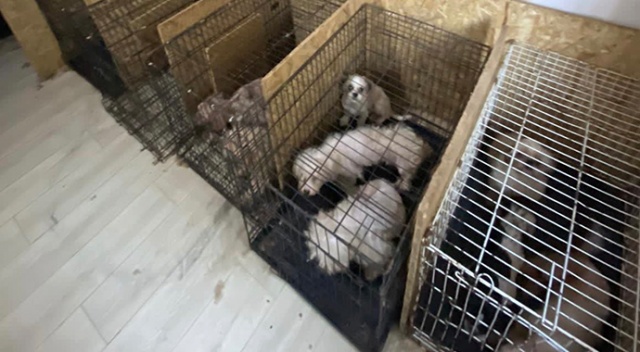 Başkent’te binanın bodrum katında 68 köpek bulundu