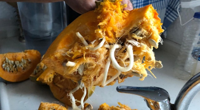 Bu kabak görenleri şaşırttı