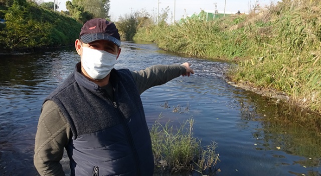 Bursa&#039;da derelere zehir salınıyor