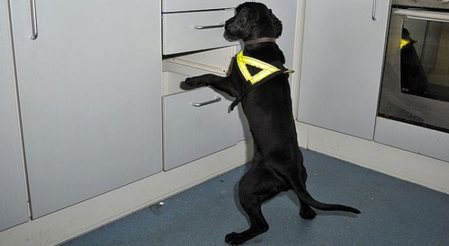 Çöpte bulunan köpek, eğitilerek narkotik köpeği oldu Çöpte bulunan köpek, eğitilerek narkotik köpeği oldu