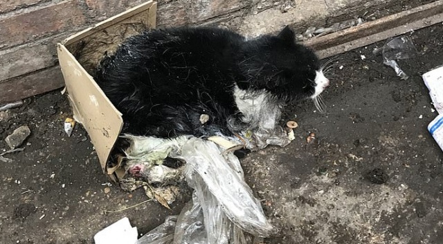 Fare kapanına takılan kedi, kurtarılamayınca itlaf edildi Fare kapanına takılan kedi, kurtarılamayınca itlaf edildi