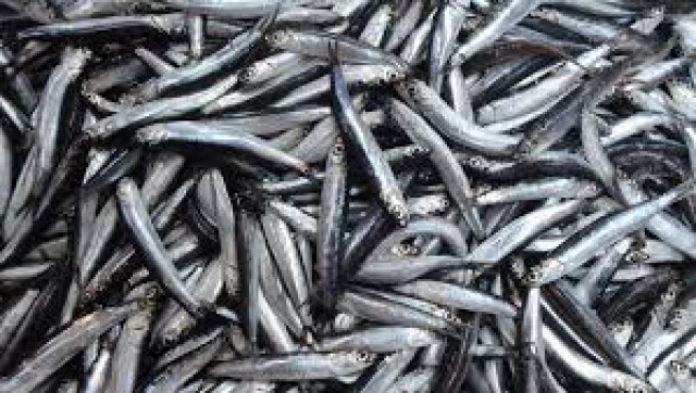 Hamsi fiyatları yine yükseldi