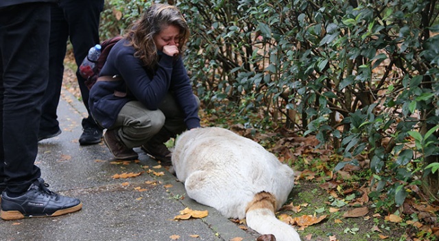 İzmit Belediyesi, köpeklerin öldürülmesi ile ilgili o birimdeki tüm çalışanlarını açığa aldı