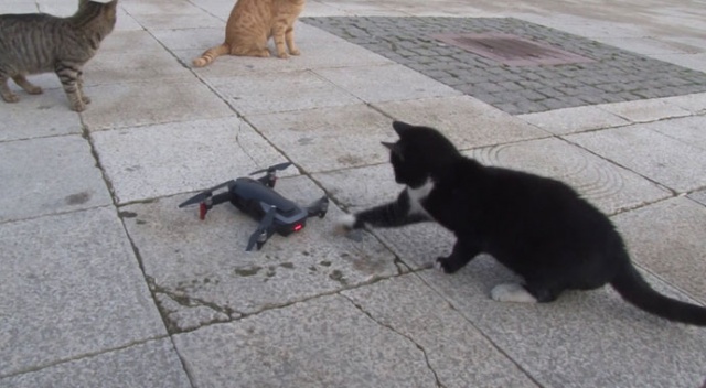 Kedilerin &#039;drone&#039; a saldırısı renkli görüntülere sahne oldu