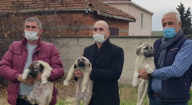 Saldırılar halkın uykularını kaçırmıştı, çareyi böyle buldular Saldırılar halkın uykularını kaçırmıştı, çareyi böyle buldular