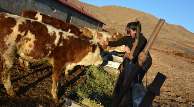 12 yaşındaki kız, biriktirdiği harçlıklarla 3 buzağı alıp çiftçiliğe atıldı 12 yaşındaki kız, biriktirdiği harçlıklarla 3 buzağı alıp çiftçiliğe atıldı