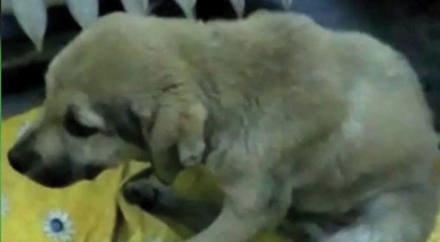 2 yaralı köpek tedavi için İstanbul'a götürüldü 2 yaralı köpek tedavi için İstanbul'a götürüldü
