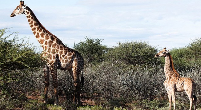 Afrika’da “cüce” zürafalar... Normalin yarısı boyda iki zürafa görüldü