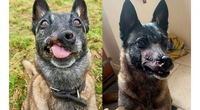 Burnu kesik köpeğine 45 bin liraya estetik yaptırdı