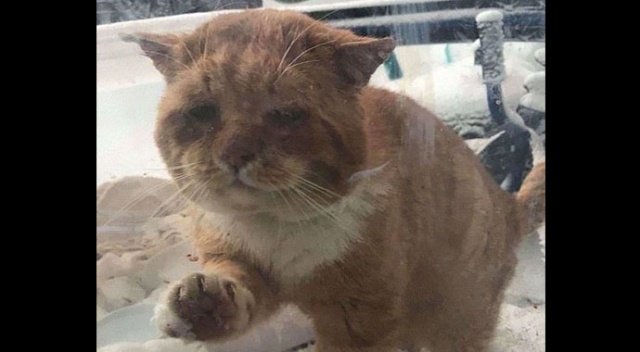 Donmak üzere olan kedi pencereyi tıklayıp yardım istedi, hayatı değişti