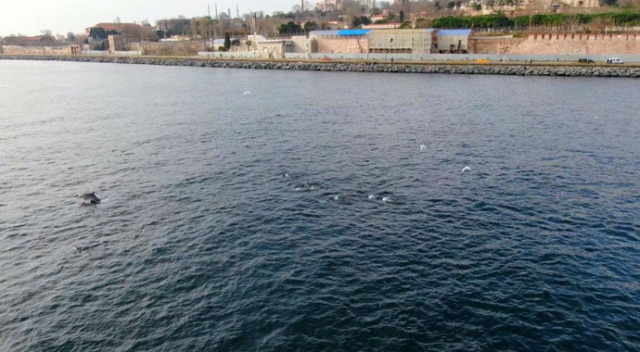 İstanbul Boğazı'nda yunus şöleni