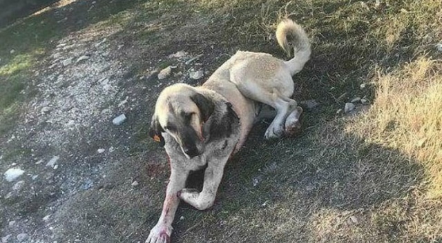 Kendisine saldıran sokak köpeğini bıçakladı