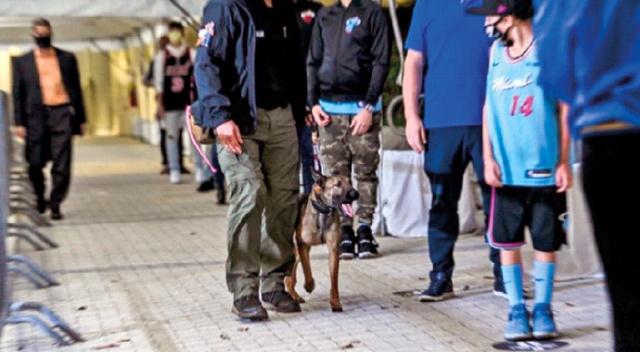 Köpekler statta koronalı aradı