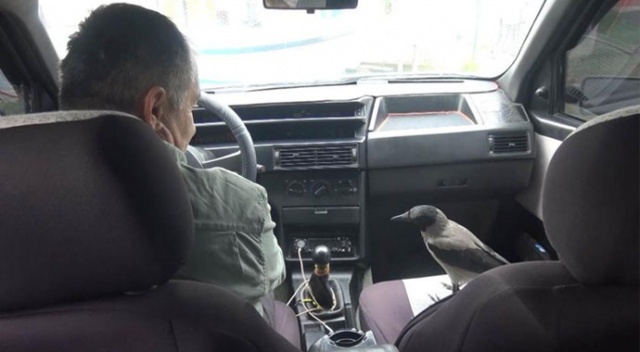 Otomobille gezen karga görenleri şaşırtıyor