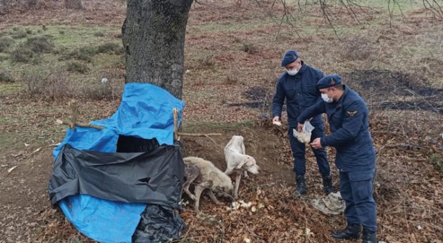 Donmak üzere olan köpeklerin imdadına jandarma yetişti Donmak üzere olan köpeklerin imdadına jandarma yetişti