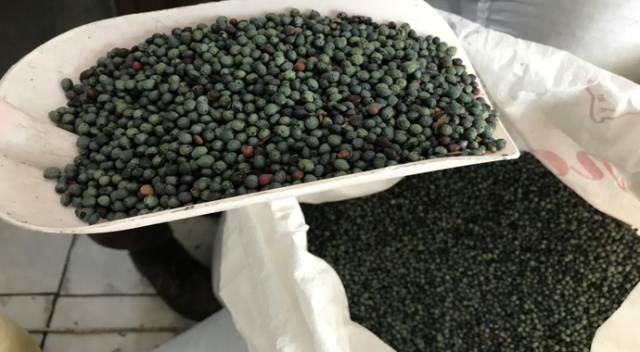 Faydaları saymakla bitmiyor... Dağlardan toplanıyor, yağının kilosu 200 lira