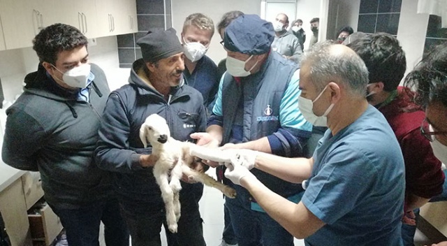 Hastane acil servisinde kuzu seferberliği
