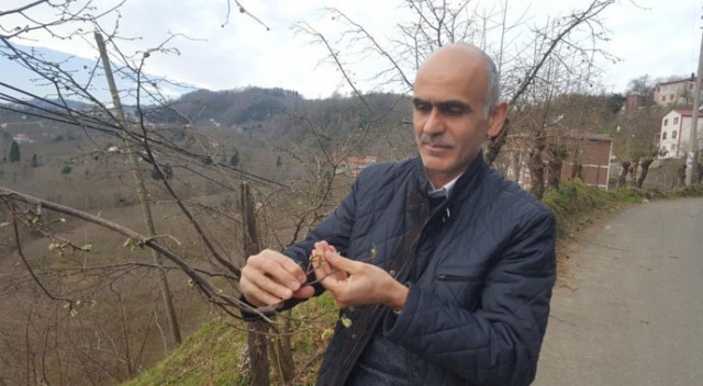 Hava sıcaklıkları fındığı olumsuz etkiledi Hava sıcaklıkları fındığı olumsuz etkiledi