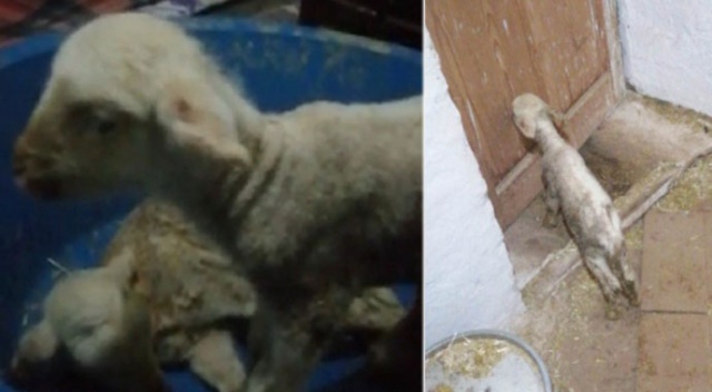İzmir'de şaşırtan olay: Yeni doğan kuzu 'Anne' diye seslendi İzmir'de şaşırtan olay: Yeni doğan kuzu 'Anne' diye seslendi