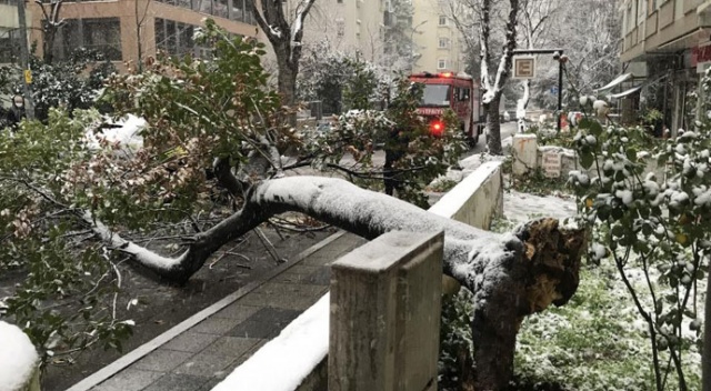 Kadıköy’de kar yağışına dayanamayan ağaç, araçların üzerine devrildi Kadıköy’de kar yağışına dayanamayan ağaç, araçların üzerine devrildi