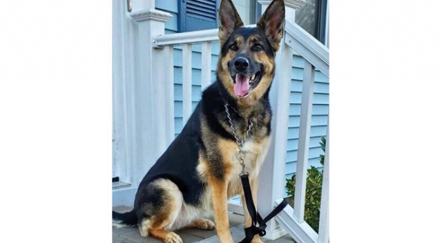 Kahraman köpek! Felç geçiren sahibinin hayatını kurtardı Kahraman köpek! Felç geçiren sahibinin hayatını kurtardı