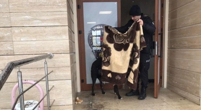 Kar yağışında üşüyen köpeğin üzerine polis battaniye örttü