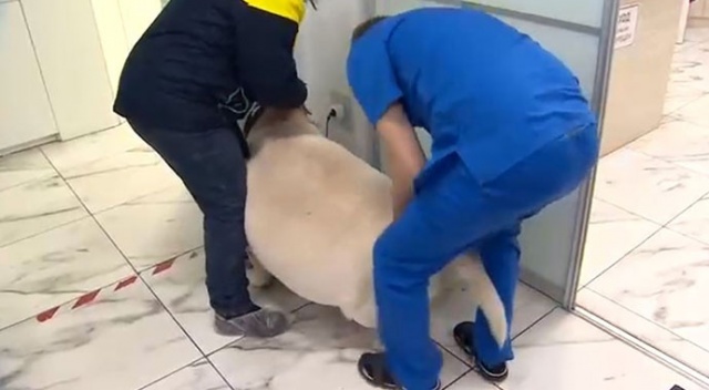 Rusya'da 87 kiloluk köpek rehabilitasyona alındı