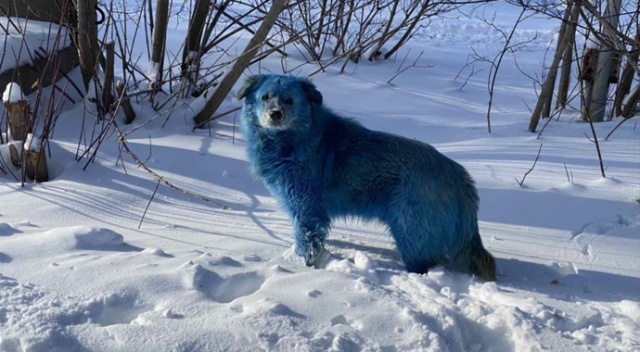 Rusya&#039;da köpeklerin rengi maviye döndü