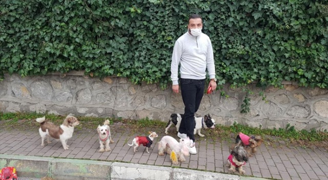 Tek komutla 7 tane köpeği karşıdan karşıya geçiriyor: Köpeklerin efendisi