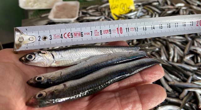 Yasaklar işe yaradı, hamsi boyları uzadı