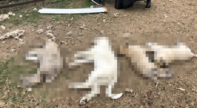 Ankara Polatlı'da 22 köpek zehirlenerek öldürüldü Ankara Polatlı'da 22 köpek zehirlenerek öldürüldü